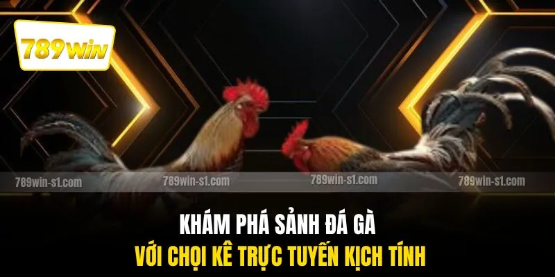 Khám phá sảnh đá gà với chọi kê trực tuyến kịch tính