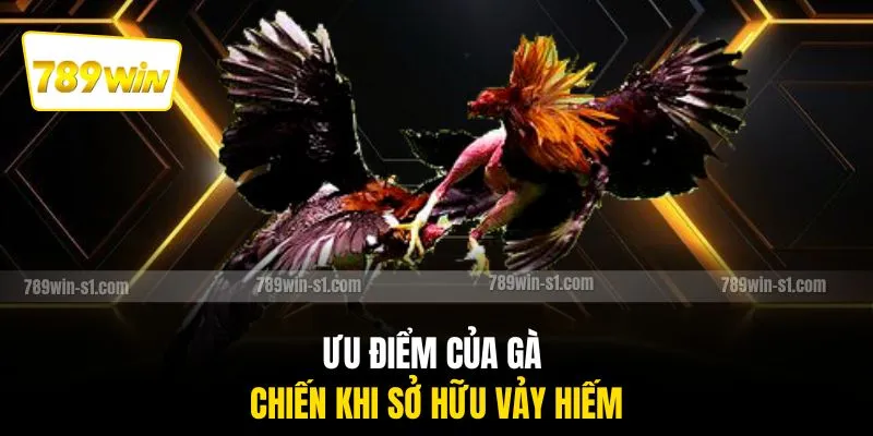 Ưu điểm của gà chiến khi sở hữu vảy hiếm